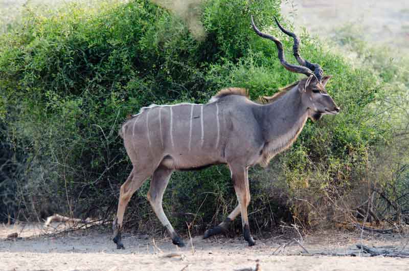 Antílope Kudu - parque nacional de Chobe - Botswana 1.jpg